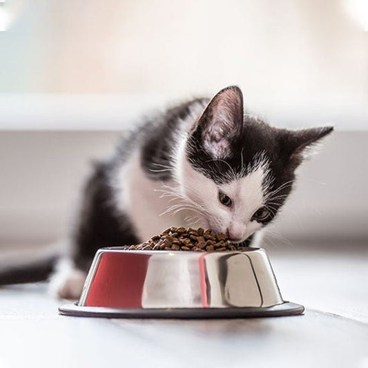 Gamelles chat chaton mange croquette gamelle
