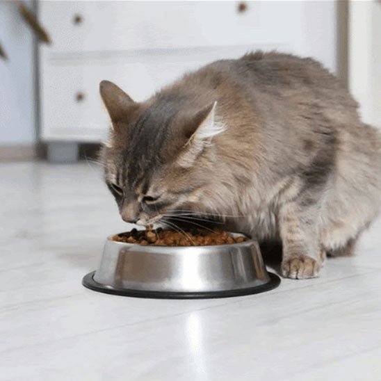 Gamelles chat chat mange croquette gamelle