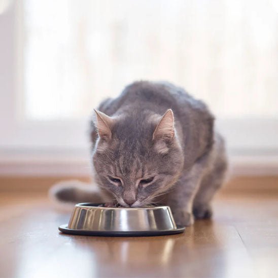 Gamelles chat chat savoure croquette gamelle