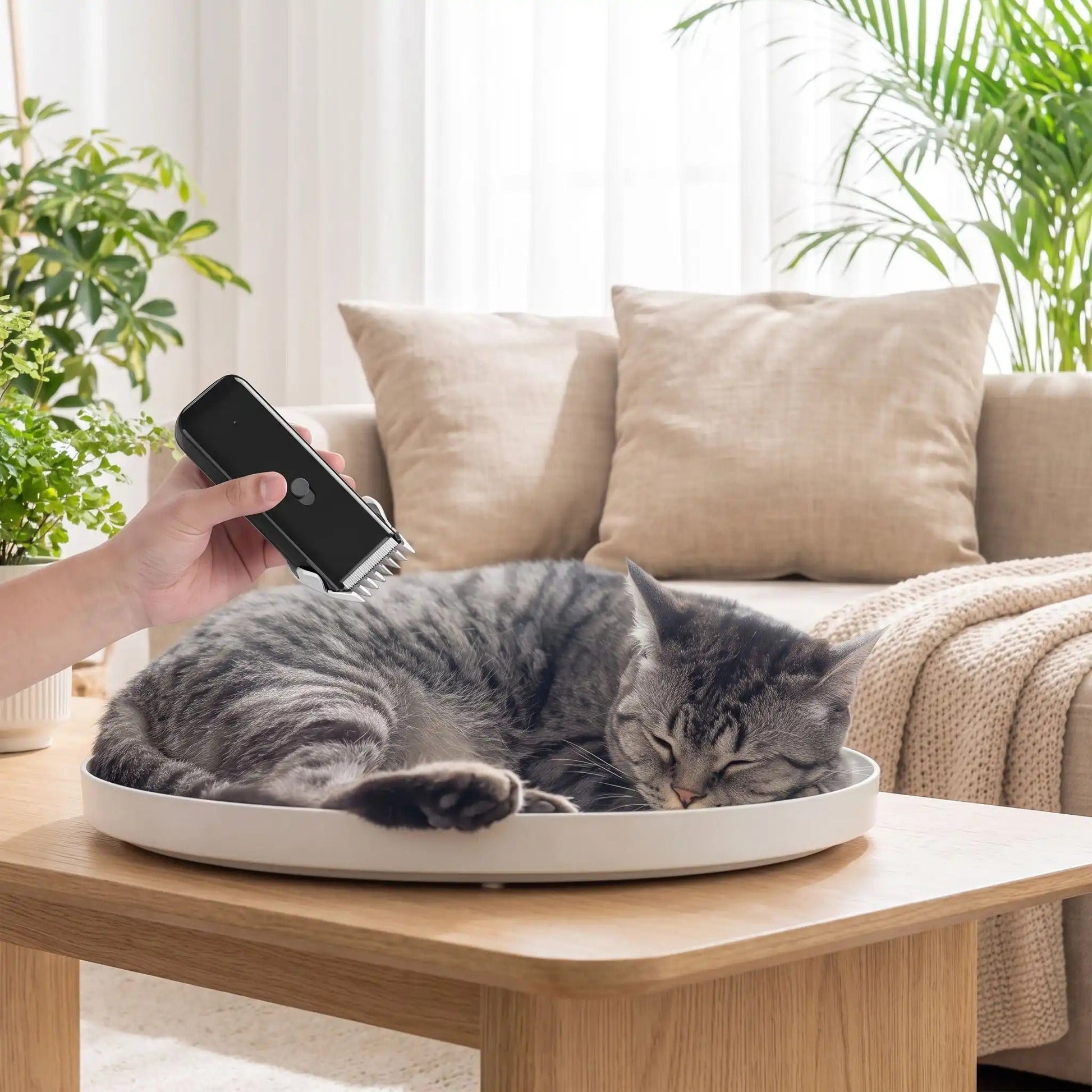 Tondeuse pour chat avec noeud préserver la sérénité féline